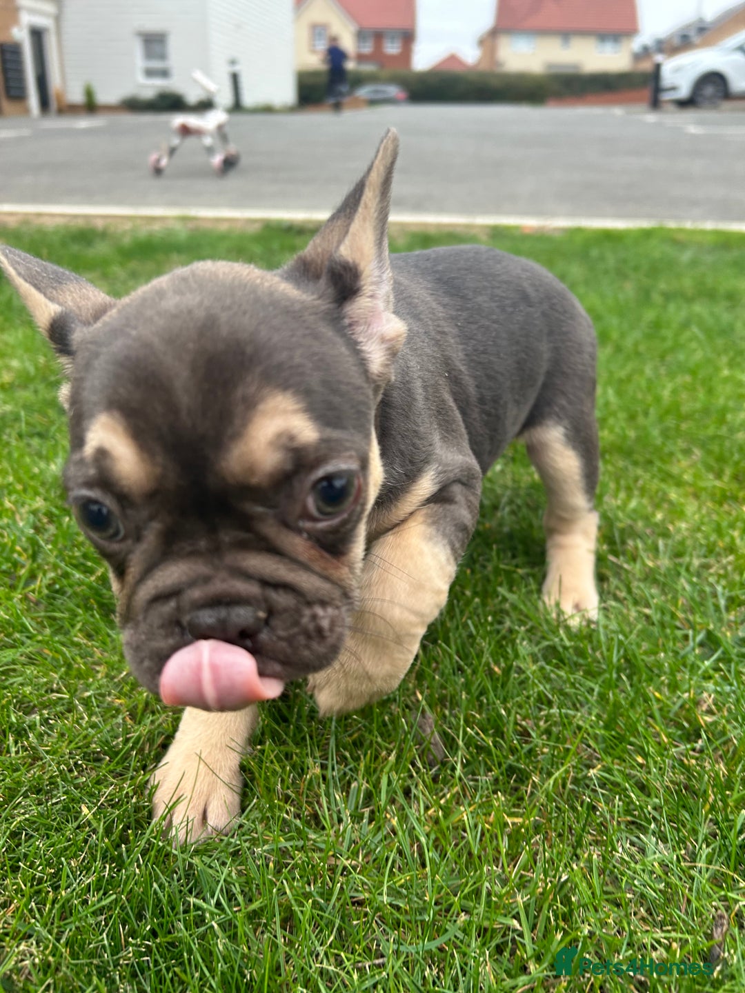 French Bulldog dogs for sale: 4 French bulldog puppies  - Image 11