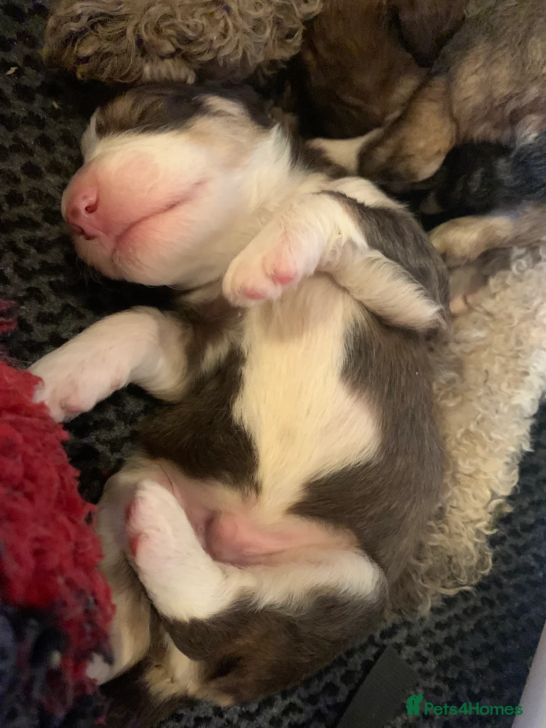 Bernedoodle dogs for sale: Tri Colour, Choc White, Standard Bernedoodle - Advert 6