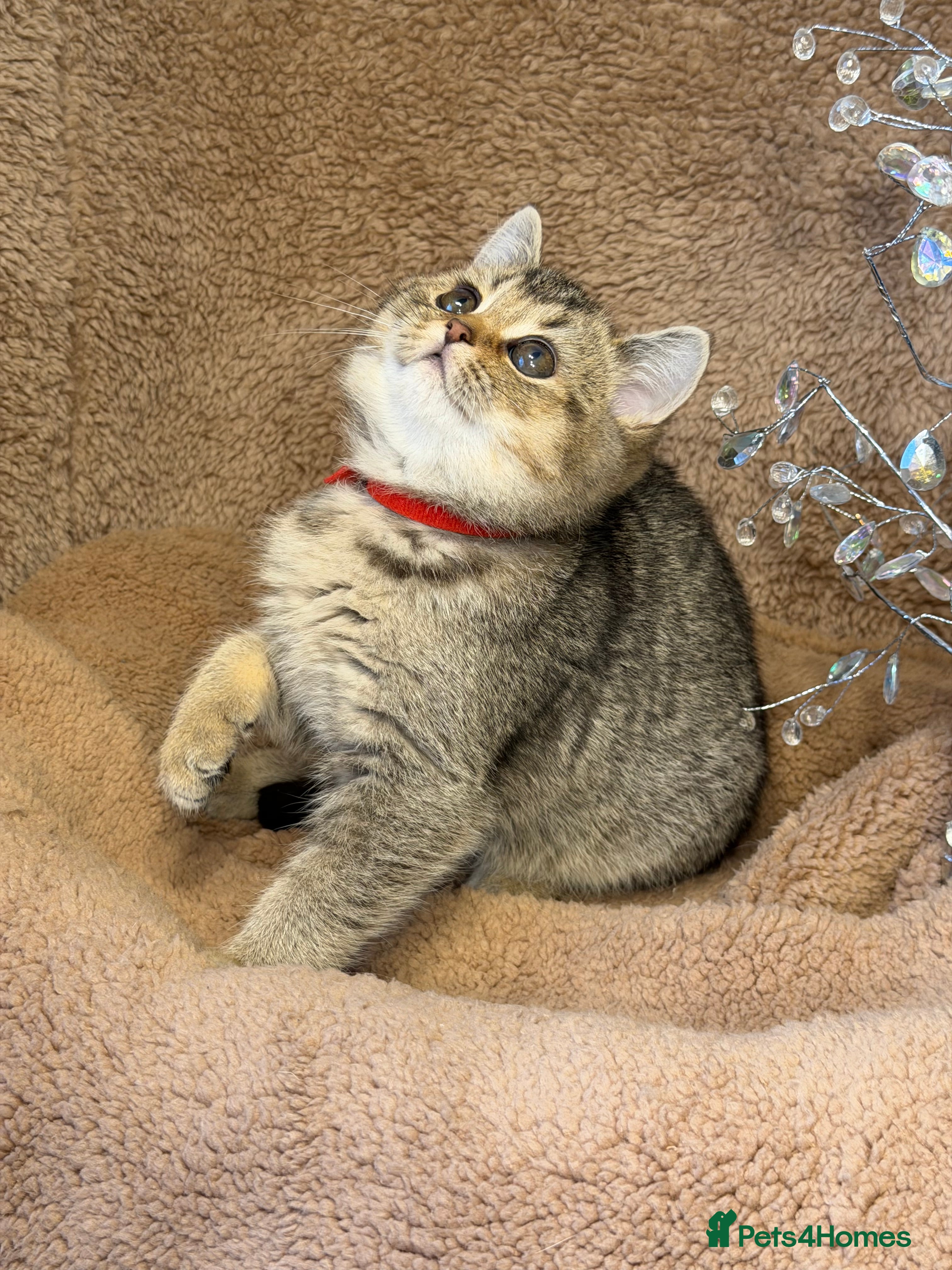 British Shorthair cats British shorthair Golden kittens TICA - Advert 6