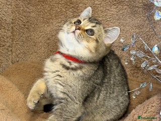 British Shorthair cats British shorthair Golden kittens TICA - Advert 6