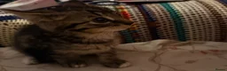Mixed Breed cats for sale: Cute Mixed Breed Kittens Ready for Loving Homes - Advert 10