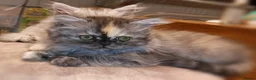Persian cats for sale: Beautiful Persian kittens - Advert 8