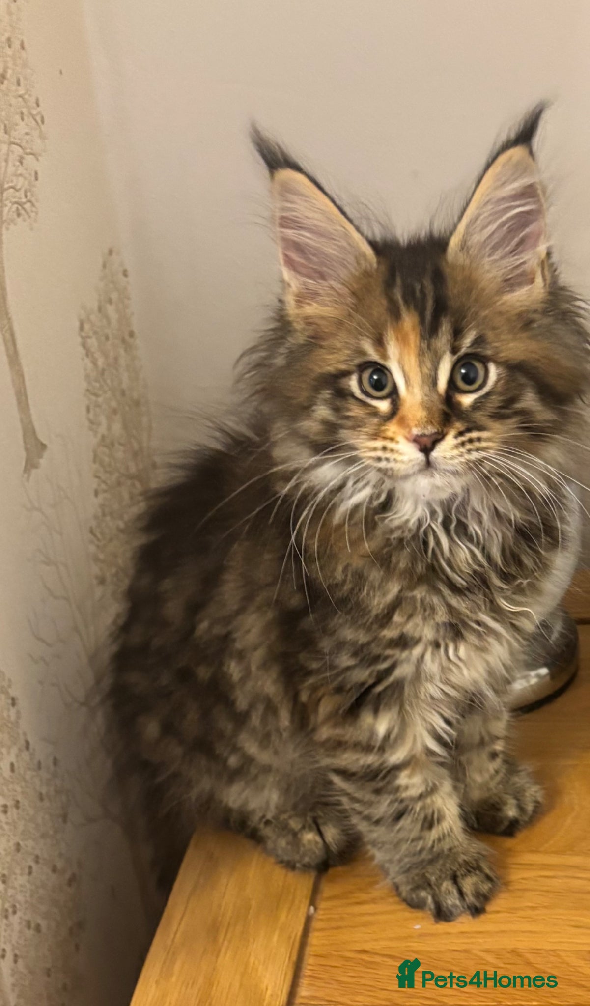 Maine Coon cats Gorgeous, XXL Russian Maine Coon kittens - Advert 1