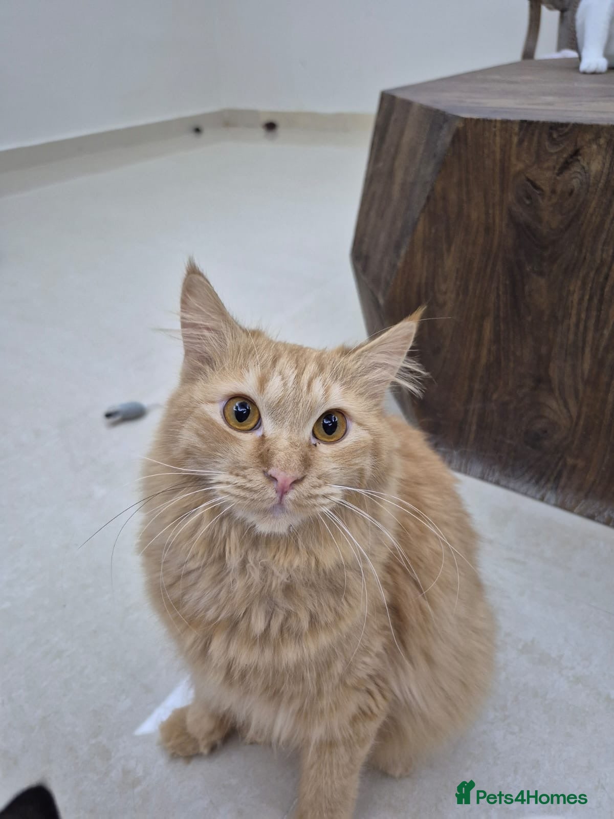 Mixed Breed cats John boy  - Advert 1