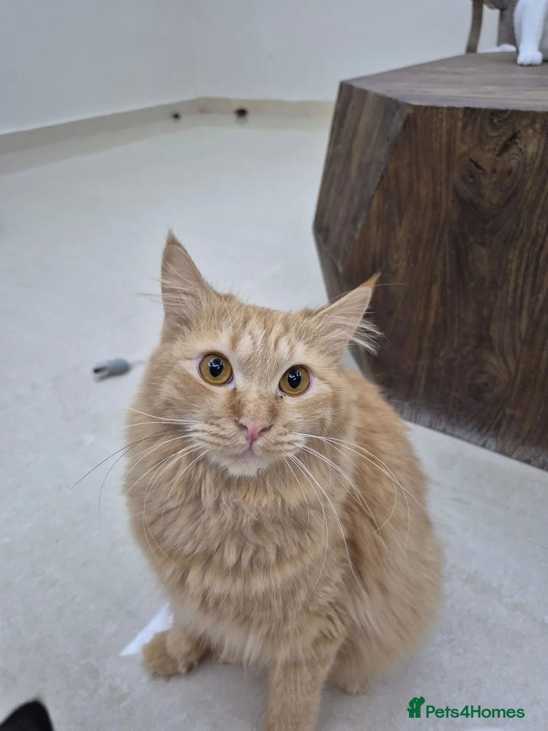 Mixed Breed cats for adoption: John boy  in Braintree - Advert 1