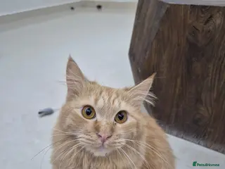 Mixed Breed cats John boy - Advert 1