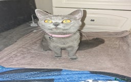 British Shorthair cats for sale: British shorthair  - Image 4