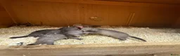 Ferret rodents for sale: Ferret kits  in Reading - Advert 2