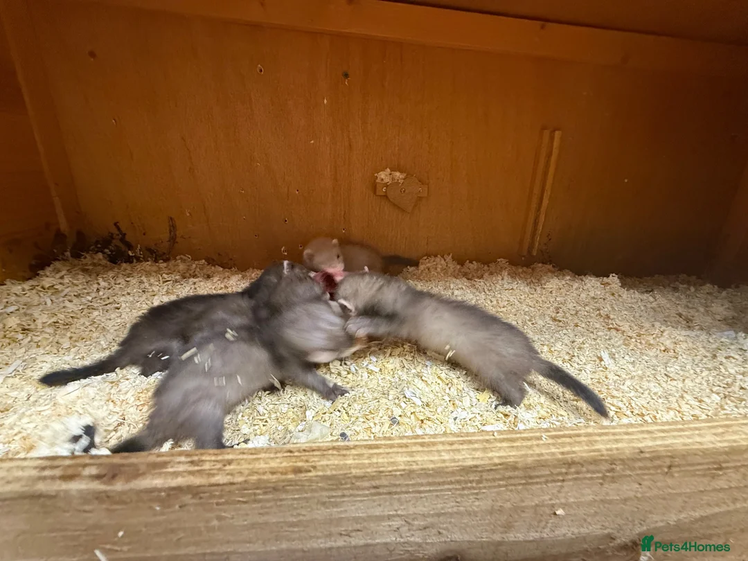 Ferret rodents for sale: Ferret kits  in Reading - Advert 2