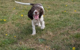 English Springer Spaniel dogs for sale: Beautiful girl looking for her forever family  - Image 8
