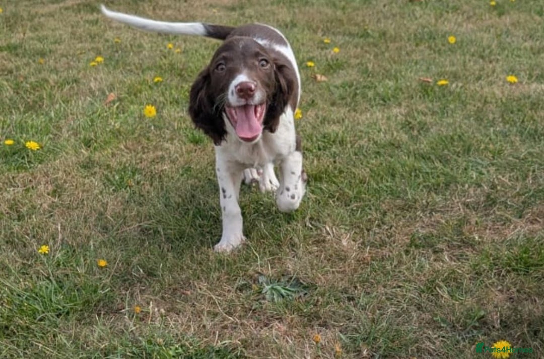 English Springer Spaniel dogs for sale: Beautiful girl looking for her forever family  - Image 8