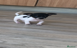 Jack Russell dogs for sale: Jack Russell  - Image 7