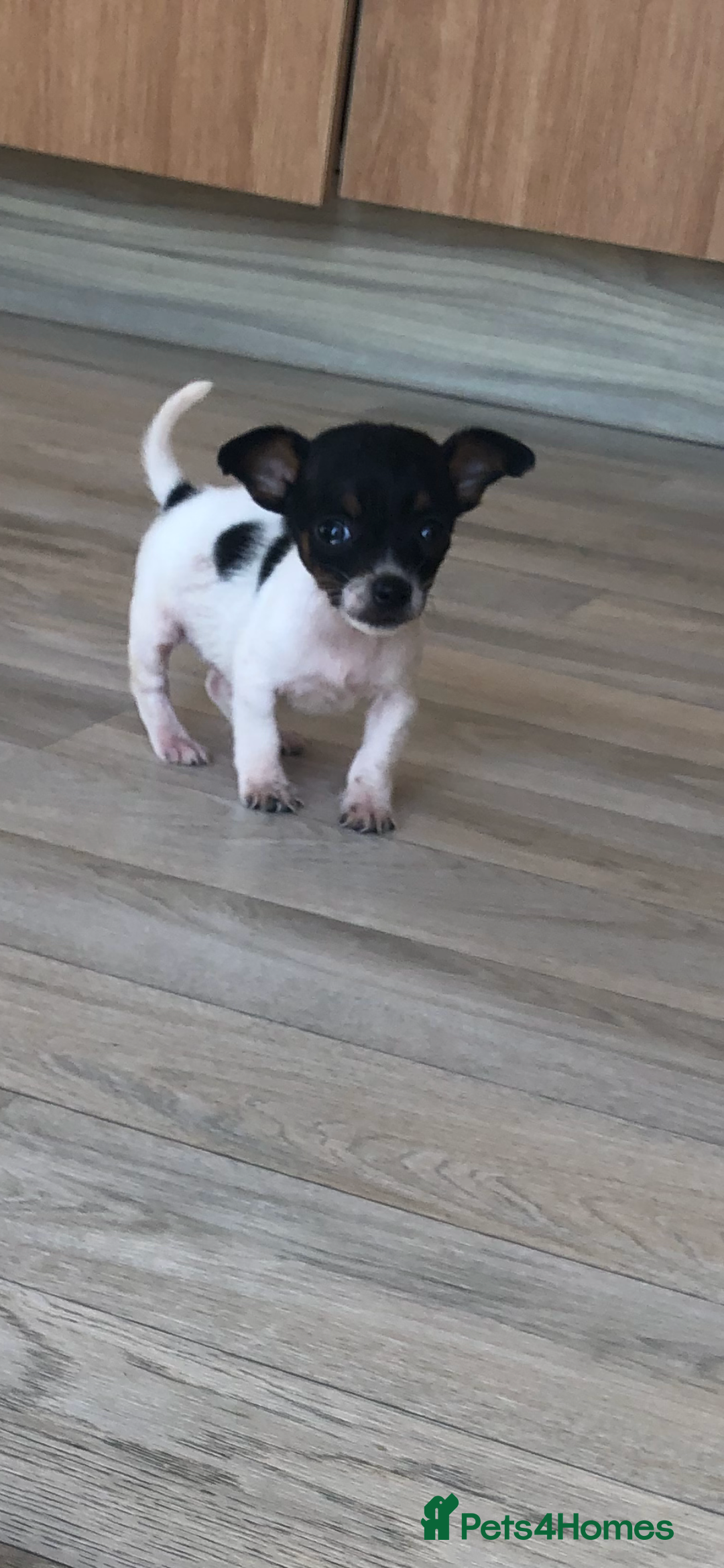 Jack Russell dogs for sale: Jack Russell  - Image 7
