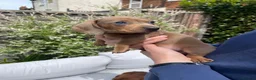 Miniature Dachshund dogs for sale: Beautiful Miniature Dachshund Puppies Ready 🐾  - Advert 8