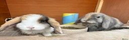 Mini Lop rabbits for sale: 🐰 Pure Bred Mini Lop Kits 🐰 - Advert 5