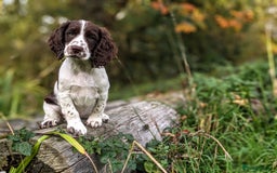 Cocker Spaniel dogs for sale: Beautiful Cocker Spaniel Puppy - Image 8