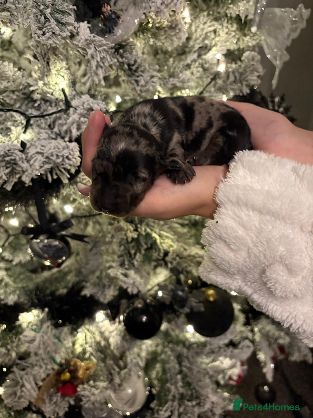 Miniature Dachshund dogs for sale: Miniature dapple daschund puppies for sale - Advert 11