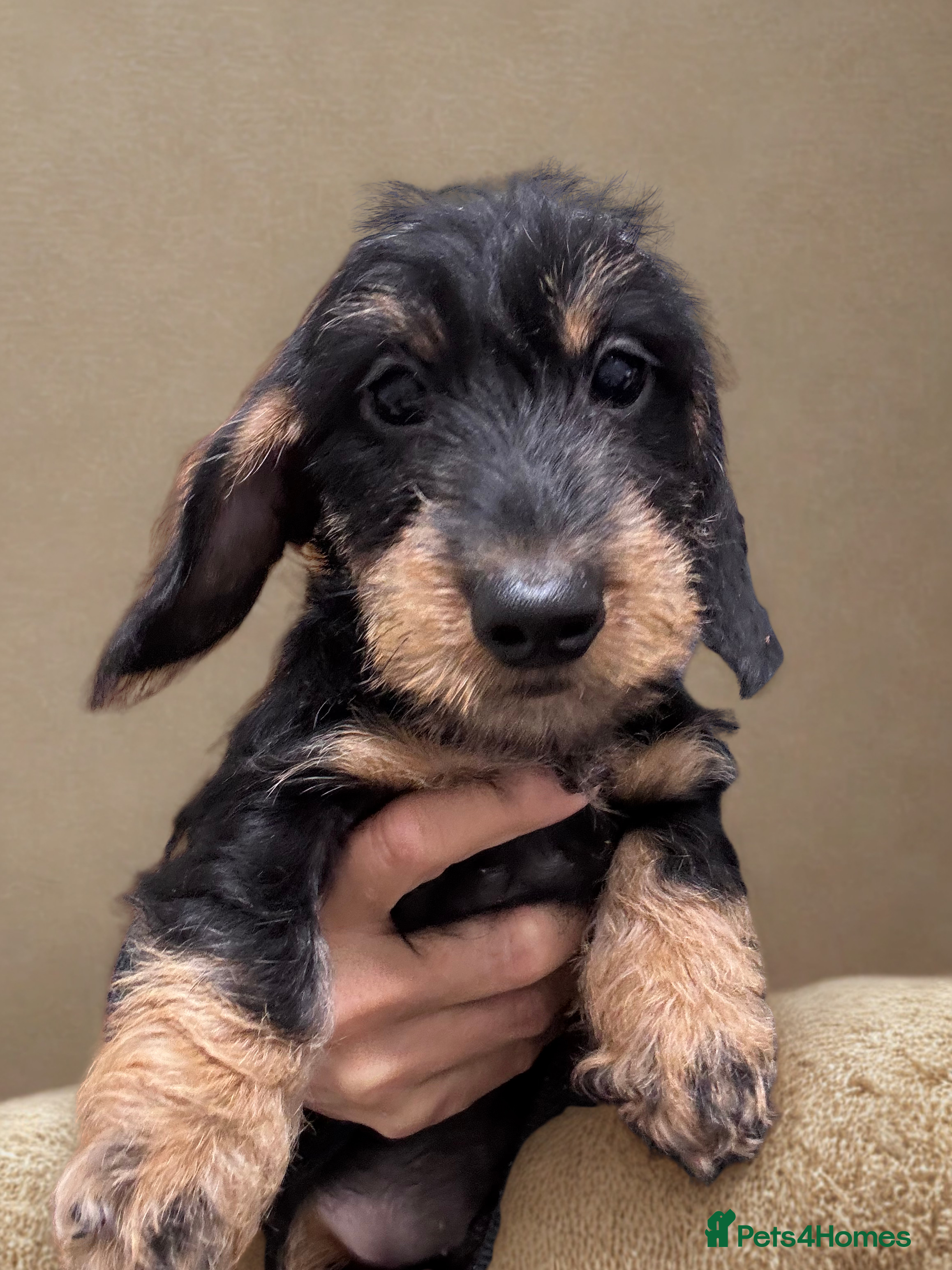 Dachshund dogs Dachshund - Miniatures wires  - Advert 6