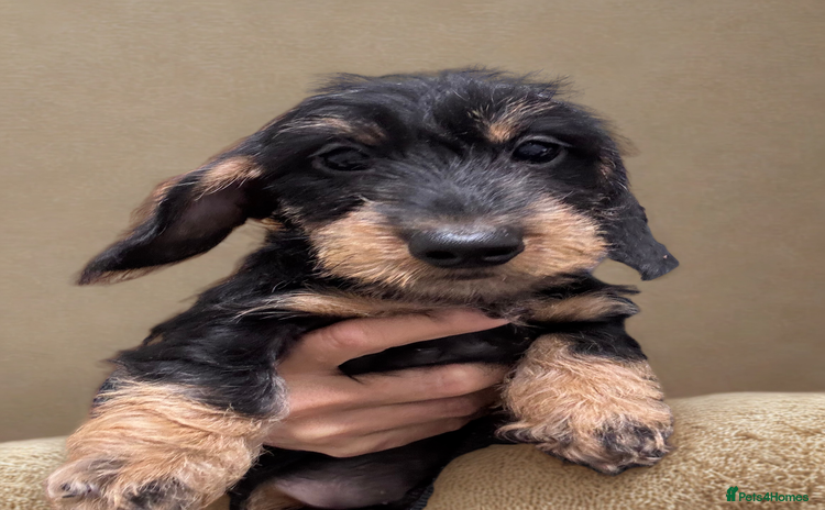 Dachshund dogs Dachshund - Miniatures wires  - Advert 1