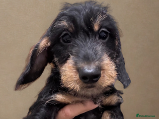 Dachshund dogs Dachshund - Miniatures wires - Advert 9