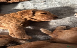 Labradoodle dogs for sale: Gorgeous Red Mini Labradoodles last one - Image 15