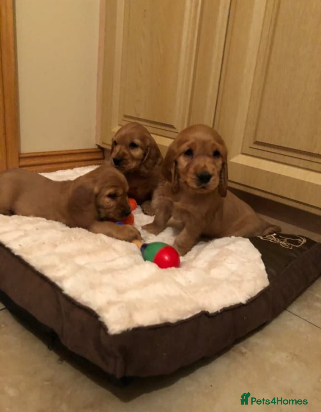 Cocker Spaniel dogs SHOW TYPE COCKER SPANIELS HEALTh CHECKED - Advert 2