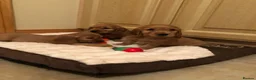 Cocker Spaniel dogs for sale: SHOW TYPE COCKER SPANIELS HEALTh CHECKED in Oldham - Advert 1