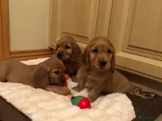 Cocker Spaniel dogs SHOW TYPE COCKER SPANIELS HEALTh CHECKED - Advert 2