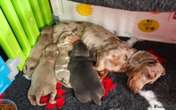 Miniature Dachshund dogs for sale: Miniature Dachshunds KC - Image 1