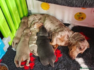 Miniature Dachshund dogs - Advert 1