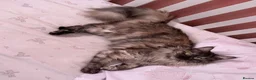 Maine Coon cats for sale: Maine coon mixed kittens  - Advert 2