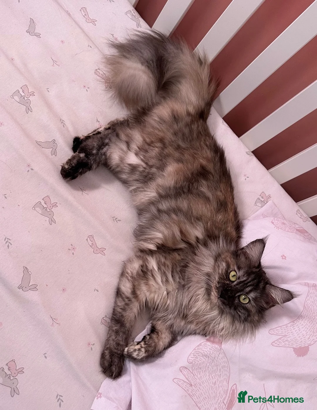 Maine Coon cats for sale: Maine coon mixed kittens  - Advert 2