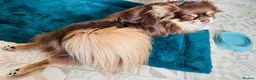 Chihuahua dogs for stud: Willow-Available at Stud (KC R Chihuahua) - Advert 7