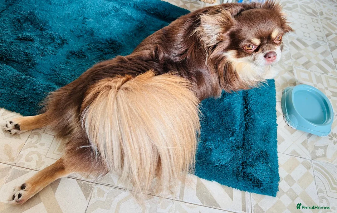 Chihuahua dogs for stud: Willow-Available at Stud (KC R Chihuahua) - Advert 7