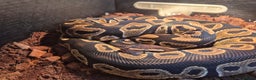 Python Snake reptiles for sale: Royal Python + FULL setup - Advert 6