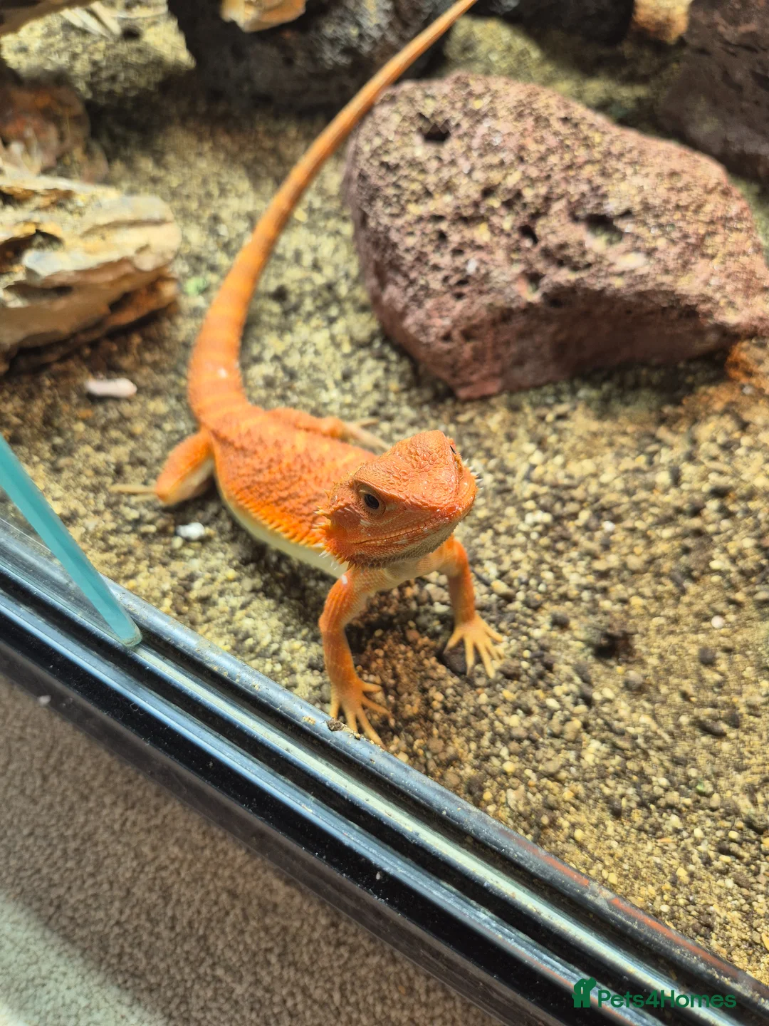 Bearded Dragon reptiles for sale: Bearded Dragon and Set Up in Bishop's Stortford - Advert 2