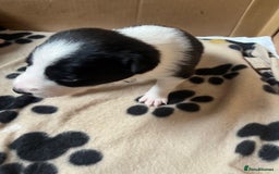 Border Collie dogs for sale: Border Collie Puppies - Image 31