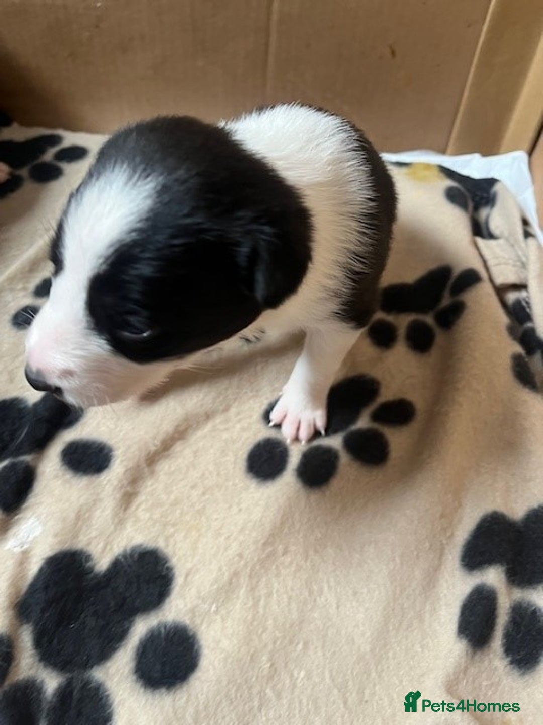 Border Collie dogs for sale: Border Collie Puppies - Image 31