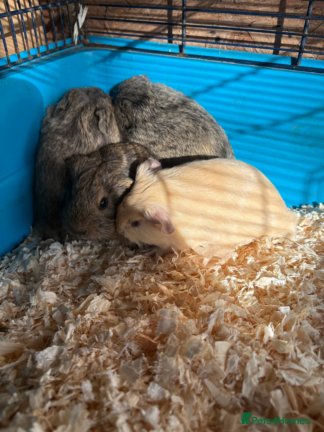 Guinea Pig rodents for sale: Beautiful boys looking for new homes  - Advert 2