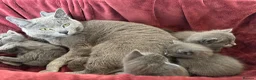 Russian Blue cats for sale: Russian Blue Kittens - Advert 36