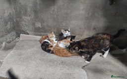Mixed Breed cats for sale: Beautiful kittens for sale - Image 11
