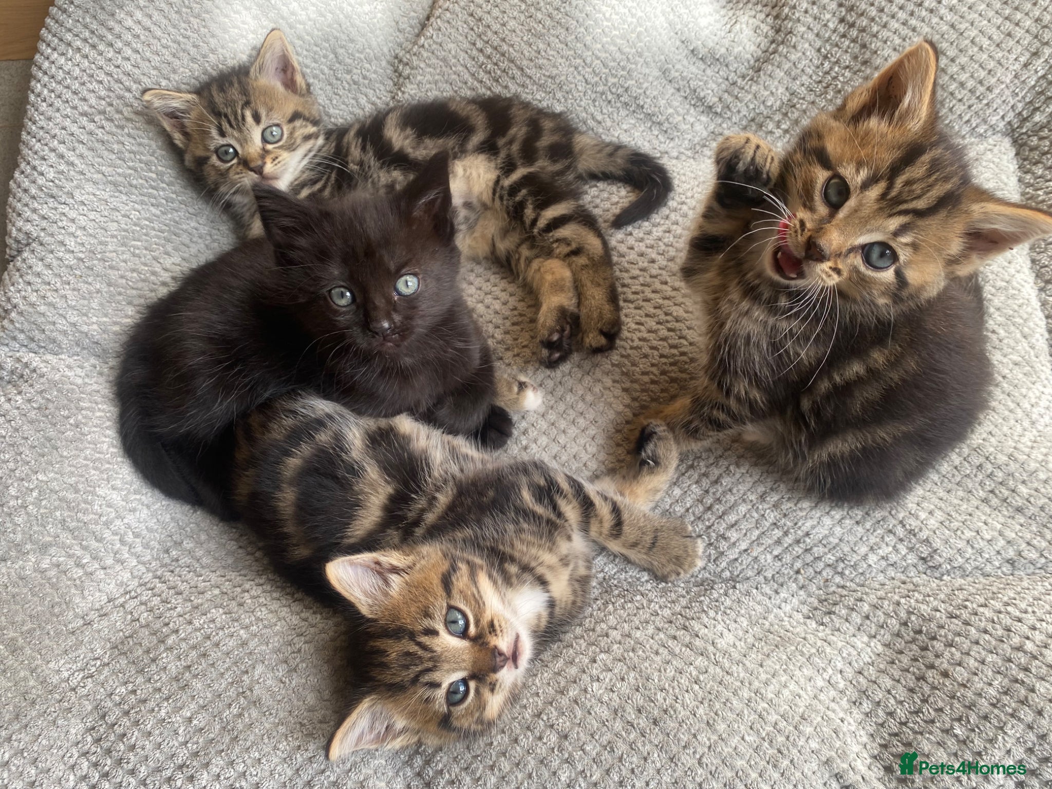 Mixed Breed cats 4 Adorable kittens ready for a new home ❤️ - Advert 18