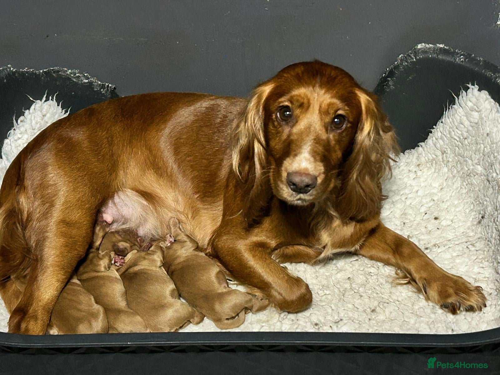 Cocker Spaniel dogs Golden Working Cocker Spaniel Puppies  - Advert 1
