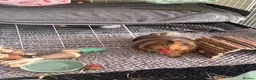 Guinea Pig rodents for sale: Two male guinea pigs!  in Stoke-on-Trent - Advert 2