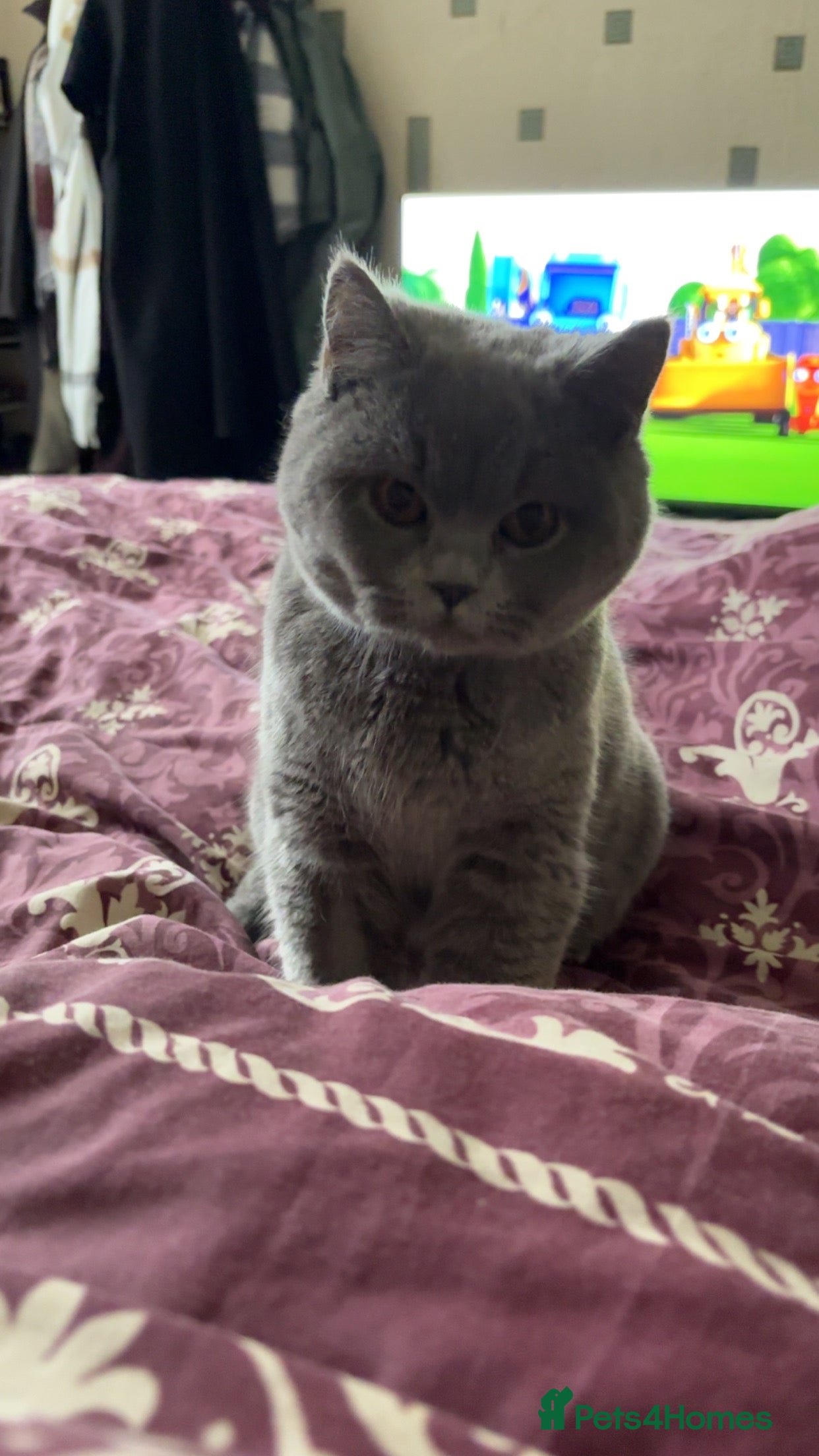 British Shorthair cats 6 month old British Shorthair  - Advert 9