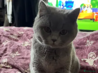 British Shorthair cats 6 month old British Shorthair - Advert 6