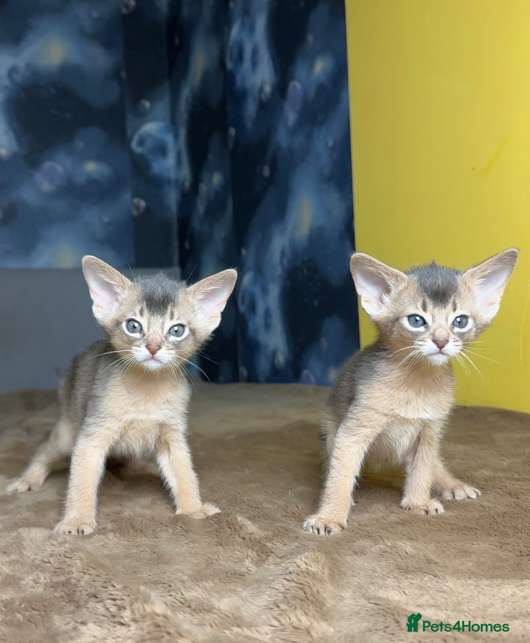 Abyssinian cats for sale: 💙 Two Blue Male Abyssinian Kittens Available 💙 - Advert 7