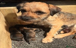 Border Terrier dogs for sale: KC Reg Slem clear Border Terrier Pups - Image 5