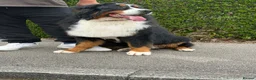 Bernese Mountain Dog dogs for sale: Bernese mountain dog  - Advert 2