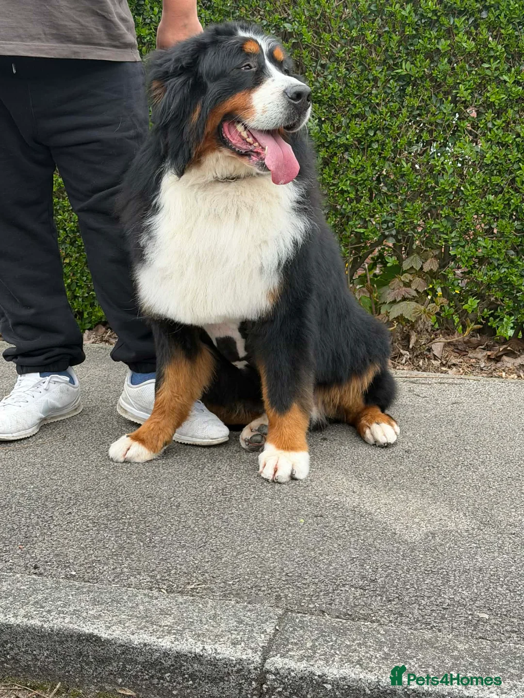 Bernese Mountain Dog dogs for sale: Bernese mountain dog  - Advert 2